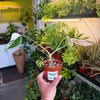 Monstera 'Albo'