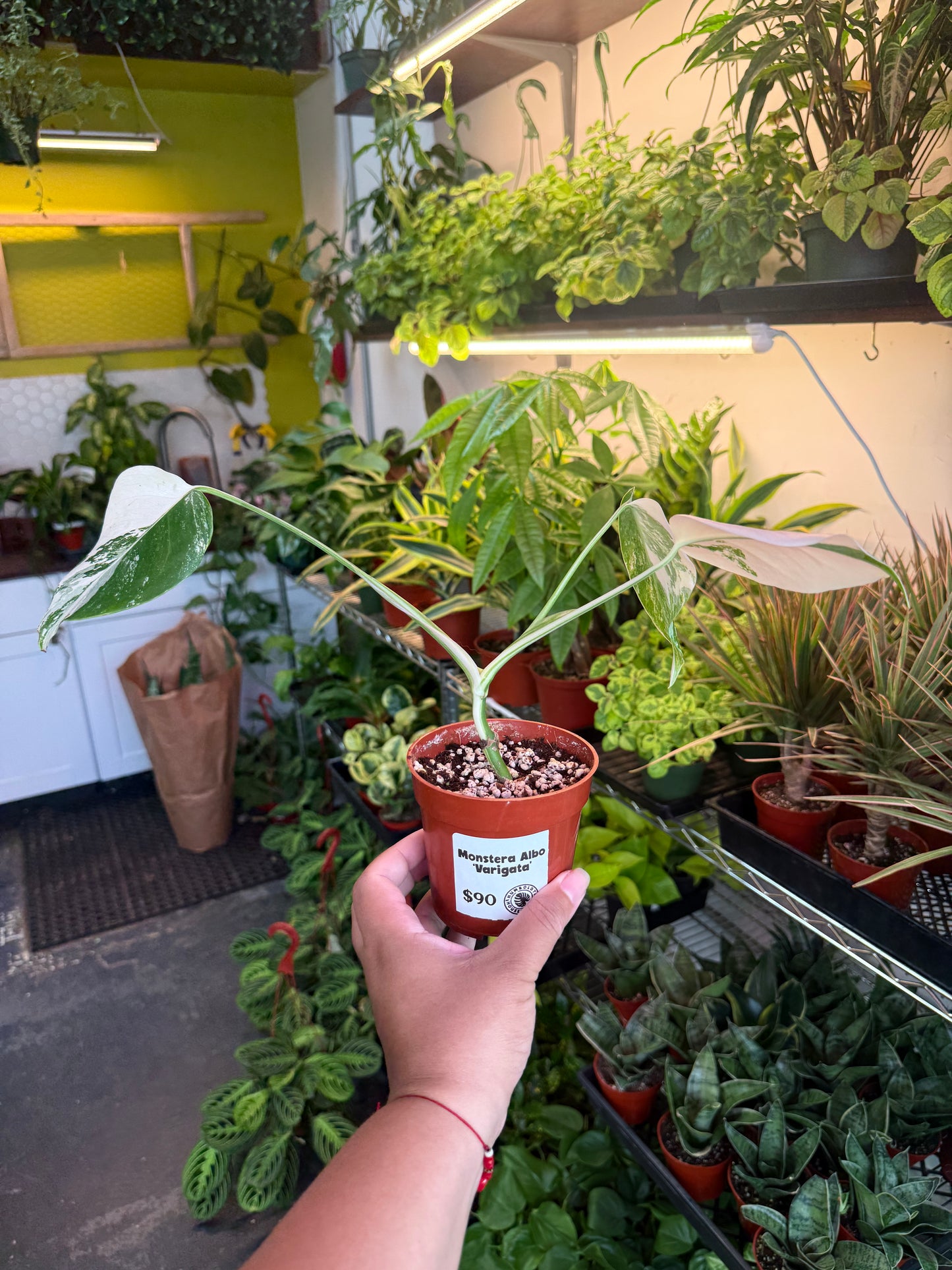 Monstera 'Albo'