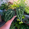 Anthurium 'Carlablackiae'