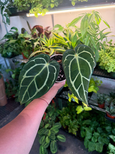 Anthurium 'Carlablackiae'