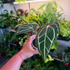 Anthurium 'Carlablackiae'