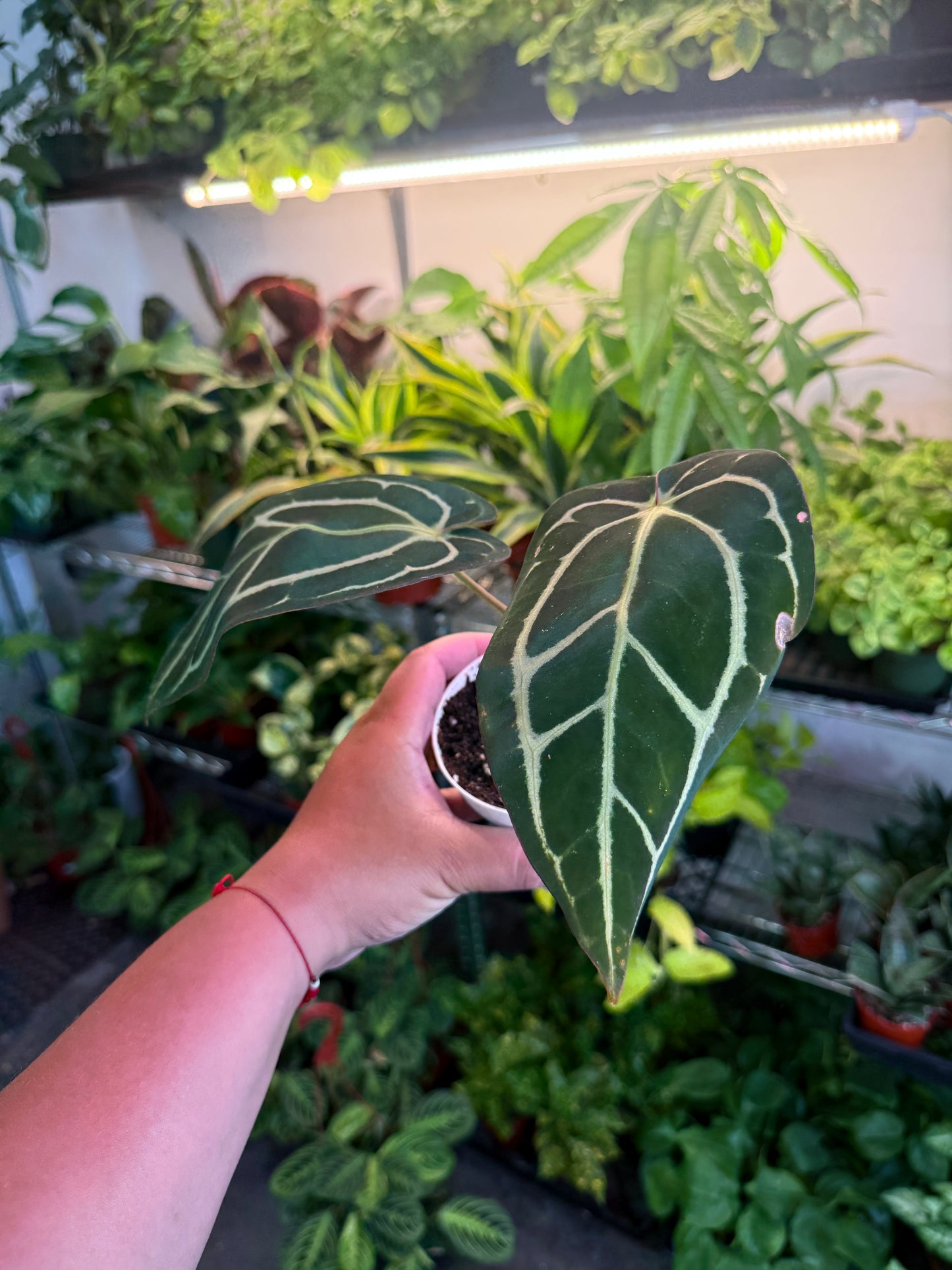 Anthurium 'Carlablackiae'