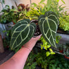 Anthurium 'Carlablackiae'