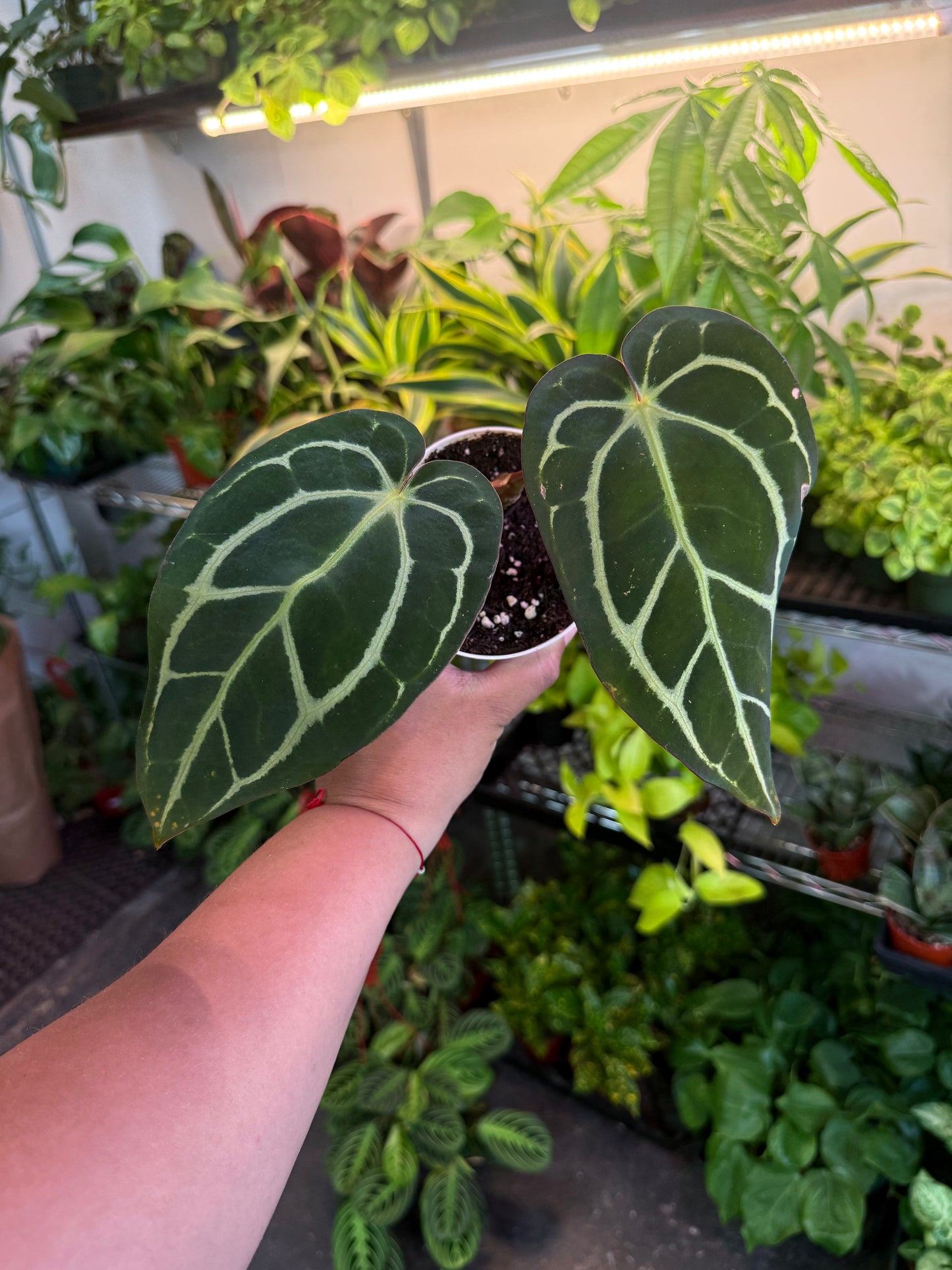 Anthurium 'Carlablackiae'
