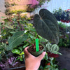 Anthurium 'Carlablackiae x Dressleri Eastern'