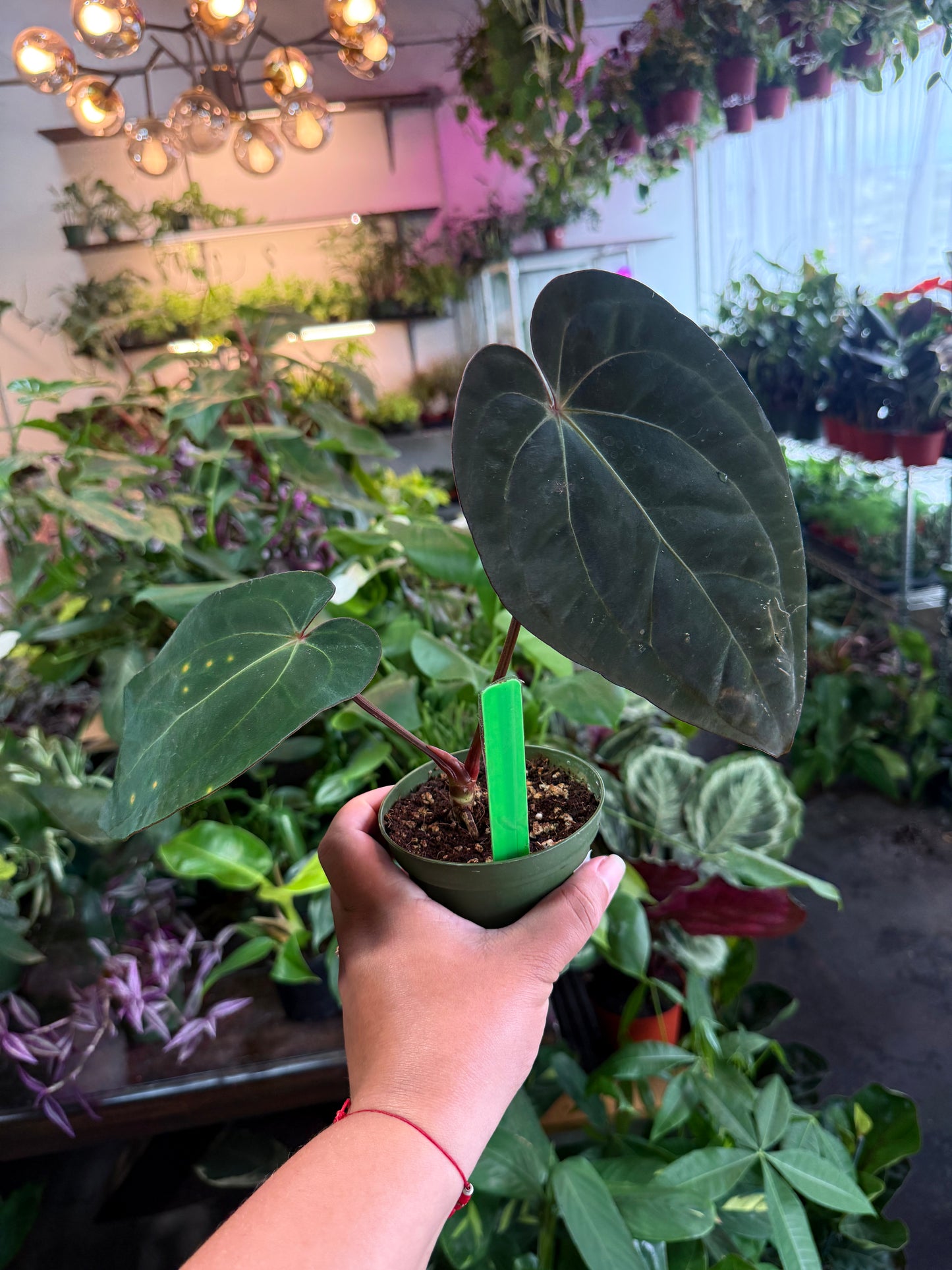 Anthurium 'Carlablackiae x Dressleri Eastern'
