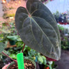 Anthurium 'Carlablackiae x Dressleri Eastern'