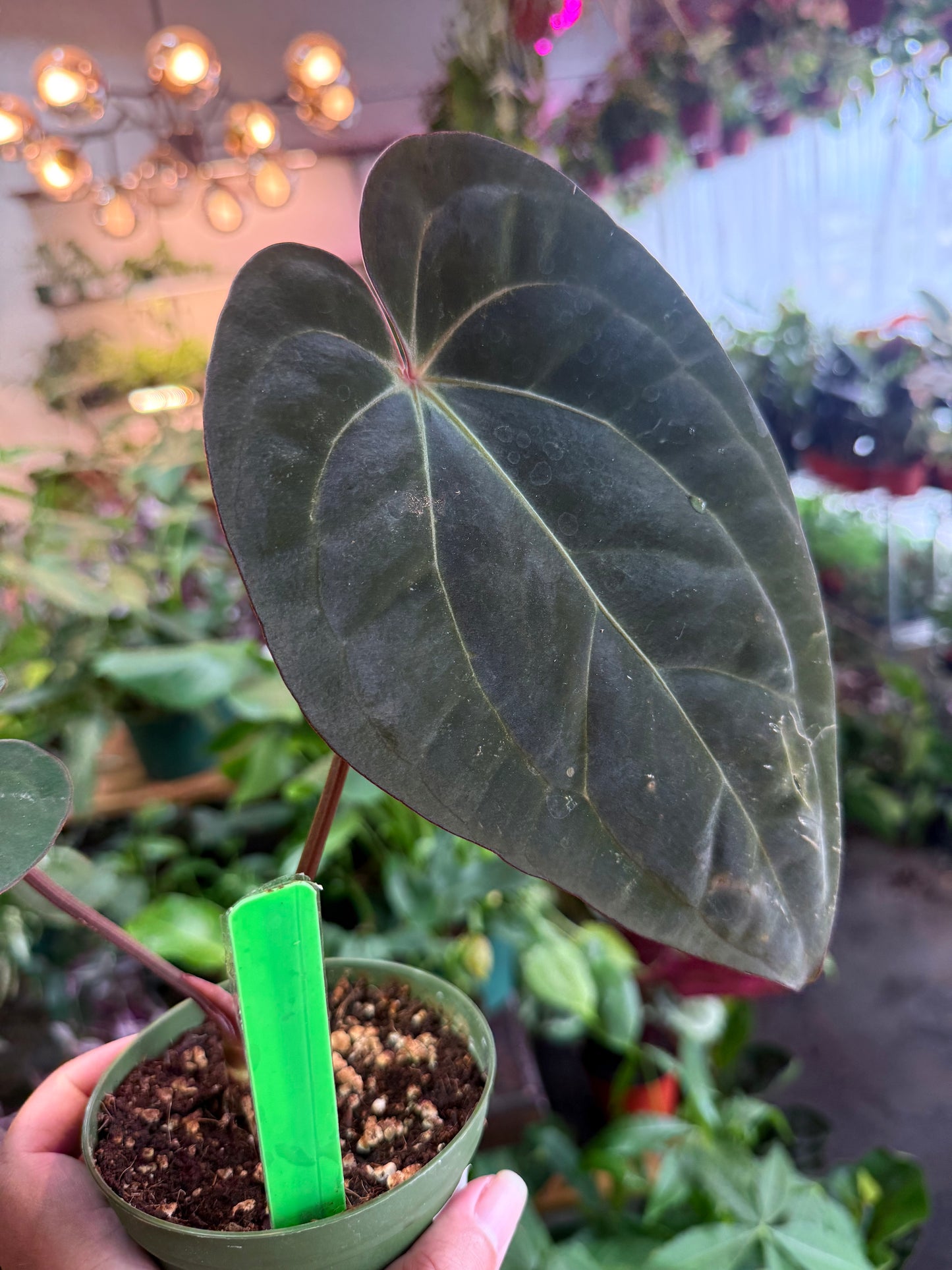 Anthurium 'Carlablackiae x Dressleri Eastern'