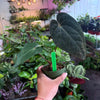 Anthurium 'Carlablackiae x Dressleri Eastern'