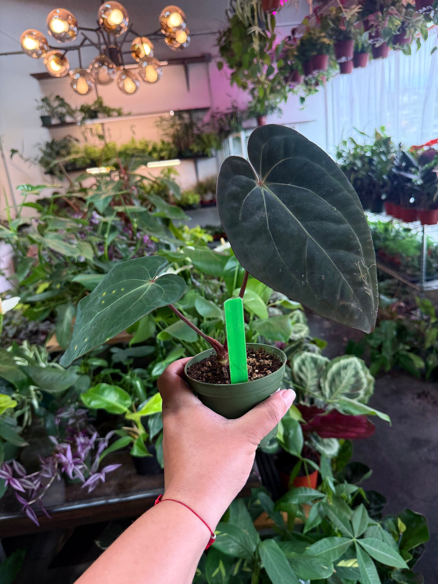 Anthurium 'Carlablackiae x Dressleri Eastern'