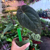 Anthurium 'Carlablackiae x Dressleri Eastern'
