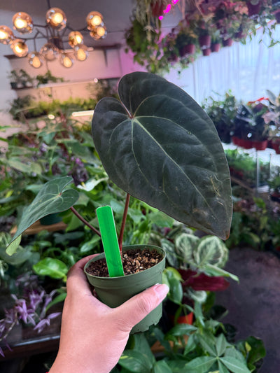 Anthurium 'Carlablackiae x Dressleri Eastern'