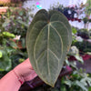Anthurium 'Carlablackiae x Dressleri Eastern'