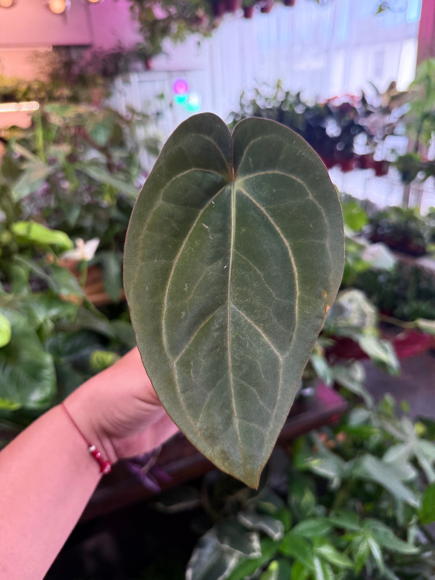 Anthurium 'Carlablackiae x Dressleri Eastern'