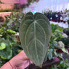 Anthurium 'Carlablackiae x Dressleri Eastern'