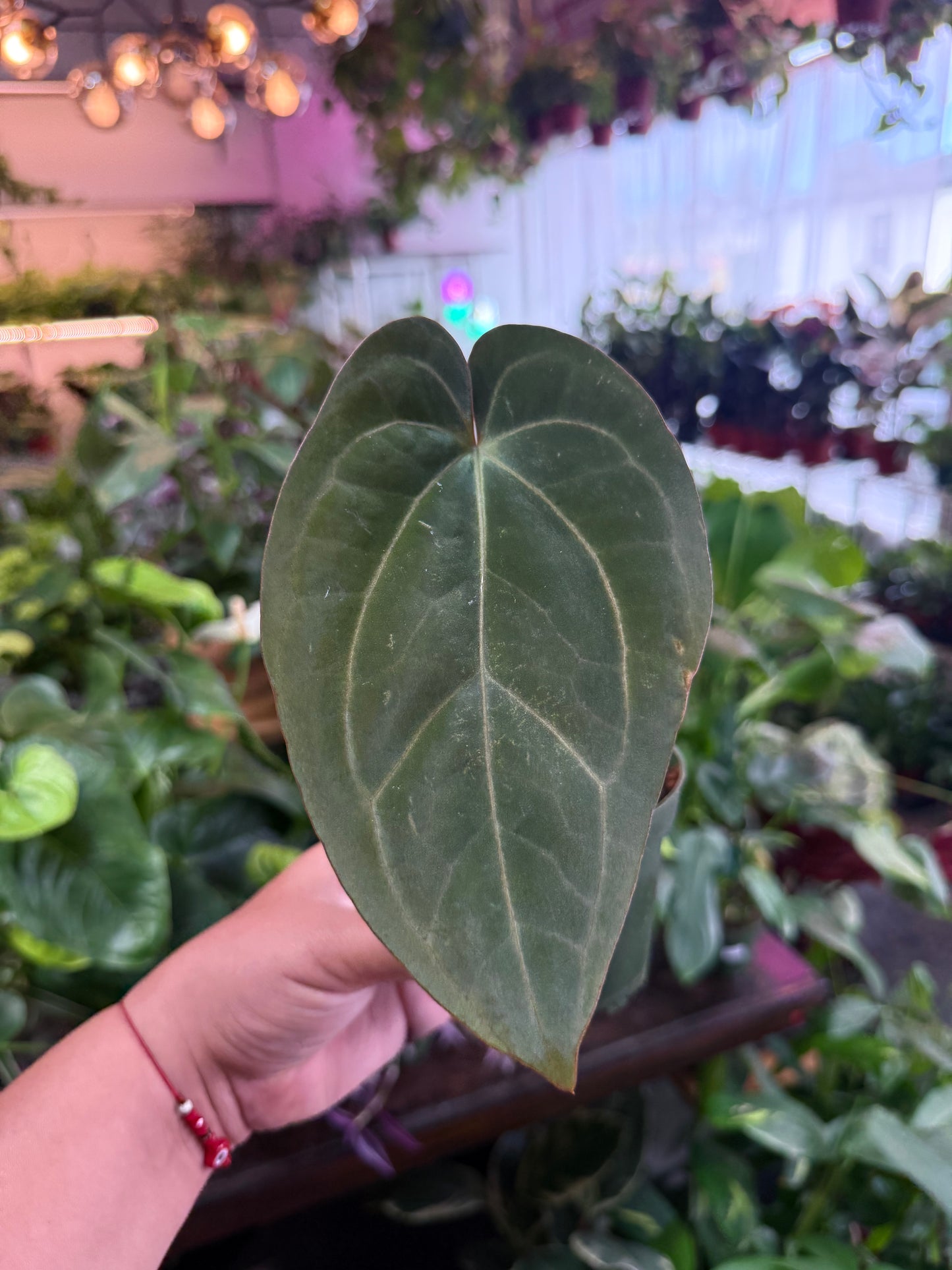 Anthurium 'Carlablackiae x Dressleri Eastern'