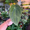 Anthurium 'Carlablackiae x Dressleri Eastern'