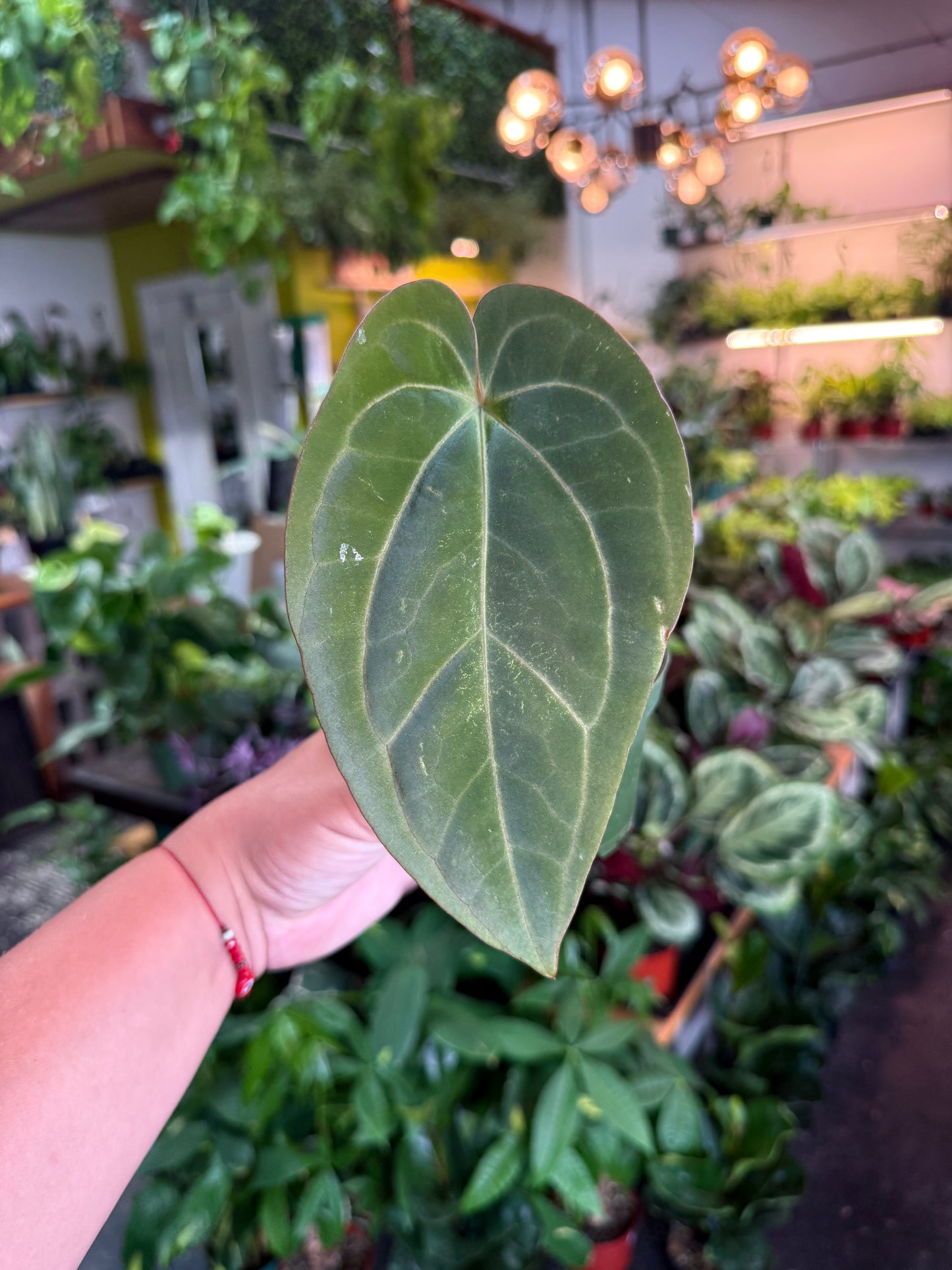 Anthurium 'Carlablackiae x Dressleri Eastern'
