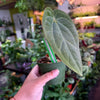 Anthurium 'Carlablackiae x Dressleri Eastern'