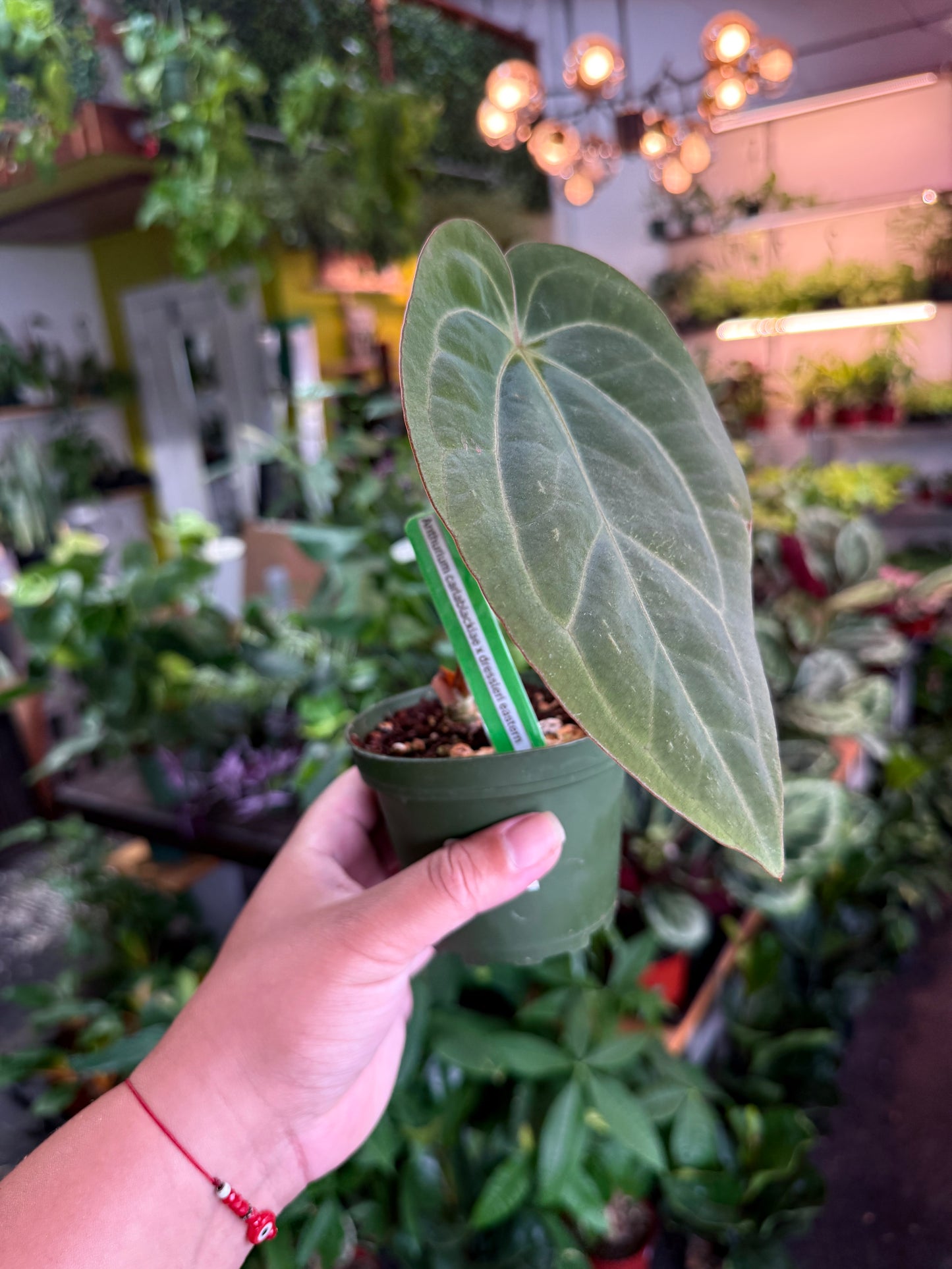 Anthurium 'Carlablackiae x Dressleri Eastern'