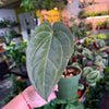 Anthurium 'Carlablackiae x Dressleri Eastern'