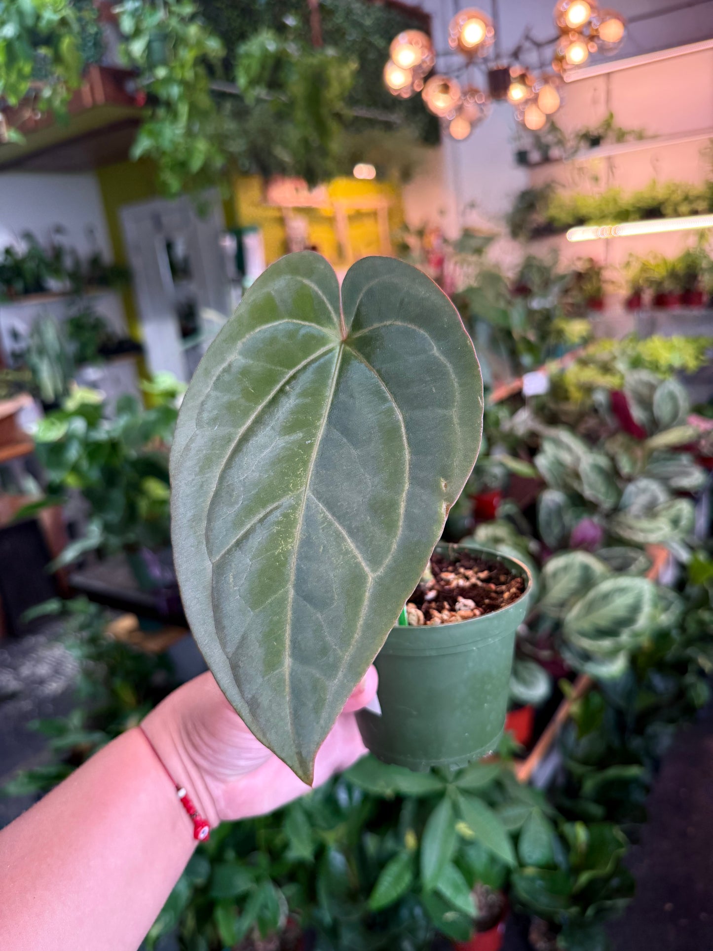 Anthurium 'Carlablackiae x Dressleri Eastern'