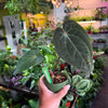 Anthurium 'Carlablackiae x Dressleri Eastern'