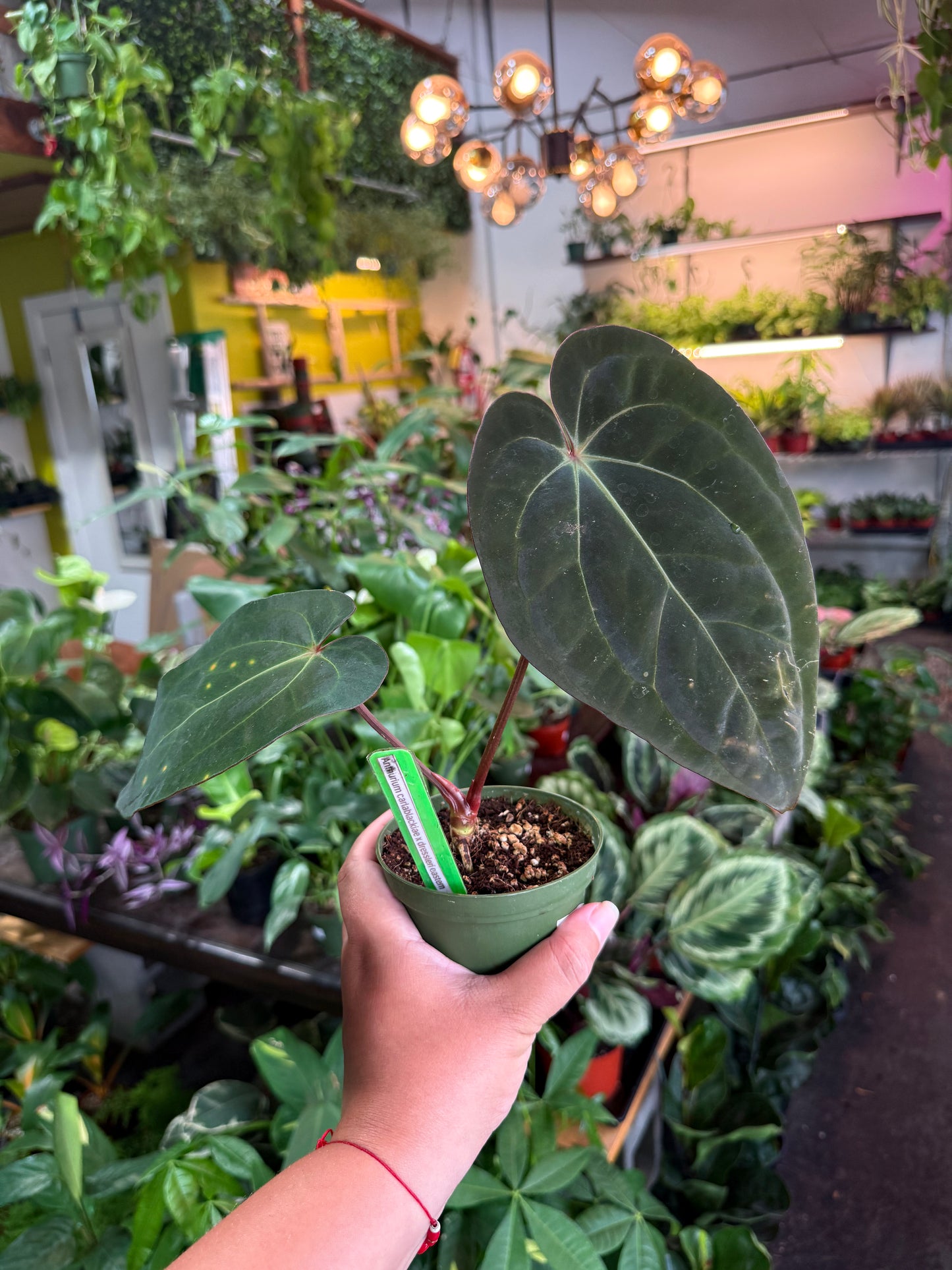 Anthurium 'Carlablackiae x Dressleri Eastern'