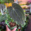 Anthurium 'Carlablackiae x Dressleri Eastern'