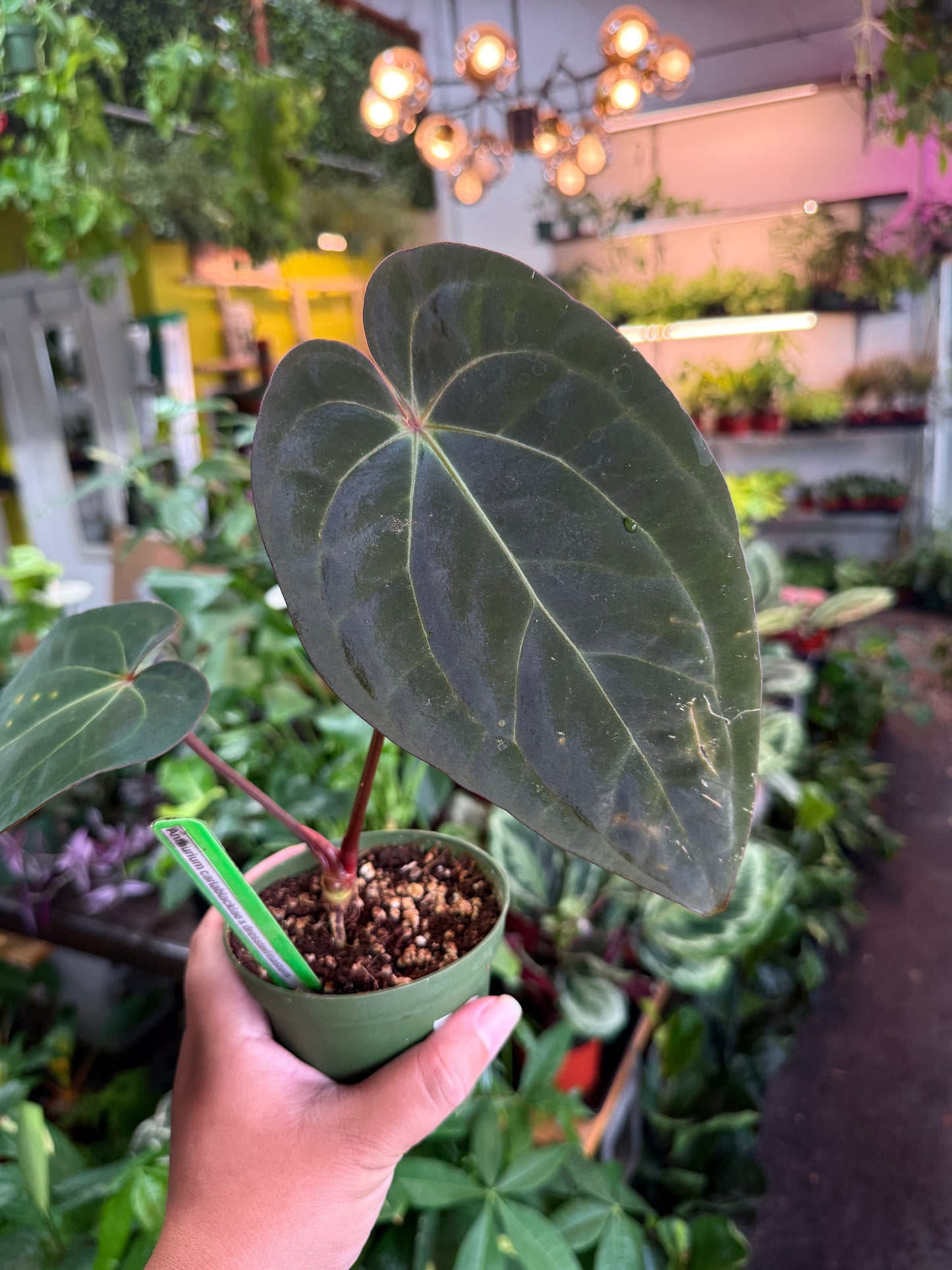 Anthurium 'Carlablackiae x Dressleri Eastern'