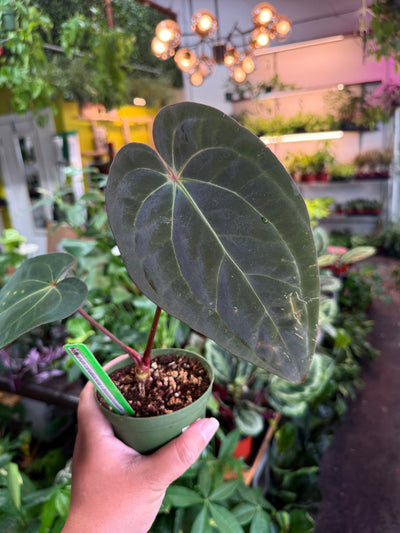 Anthurium 'Carlablackiae x Dressleri Eastern'