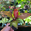 Philodendron 'McColley'