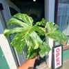 Monstera ‘Thai Constellation’