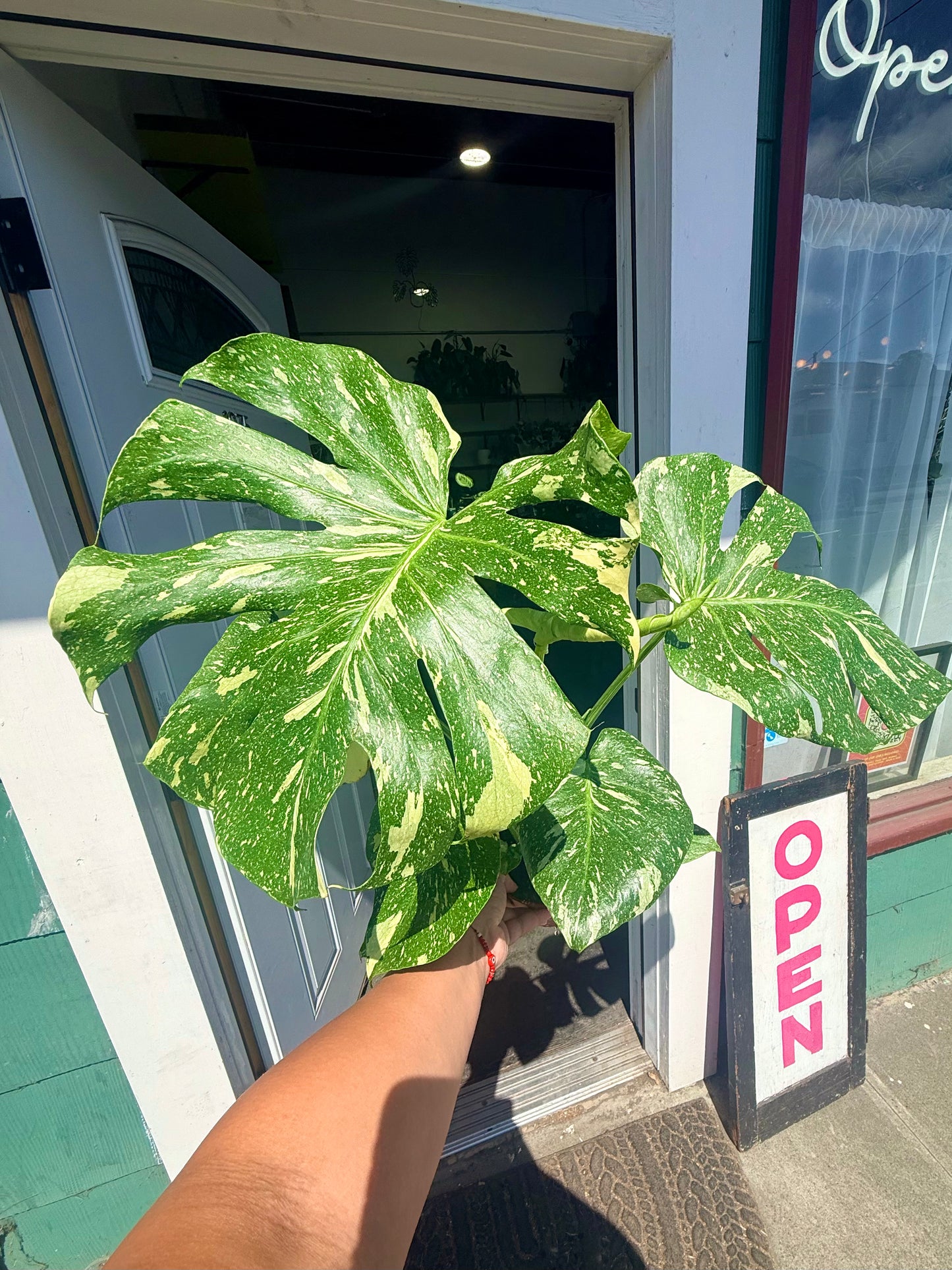 Monstera ‘Thai Constellation’