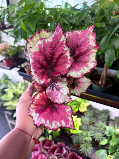 Begonia 'Rex'