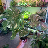 Monstera ‘Thai Constellation’