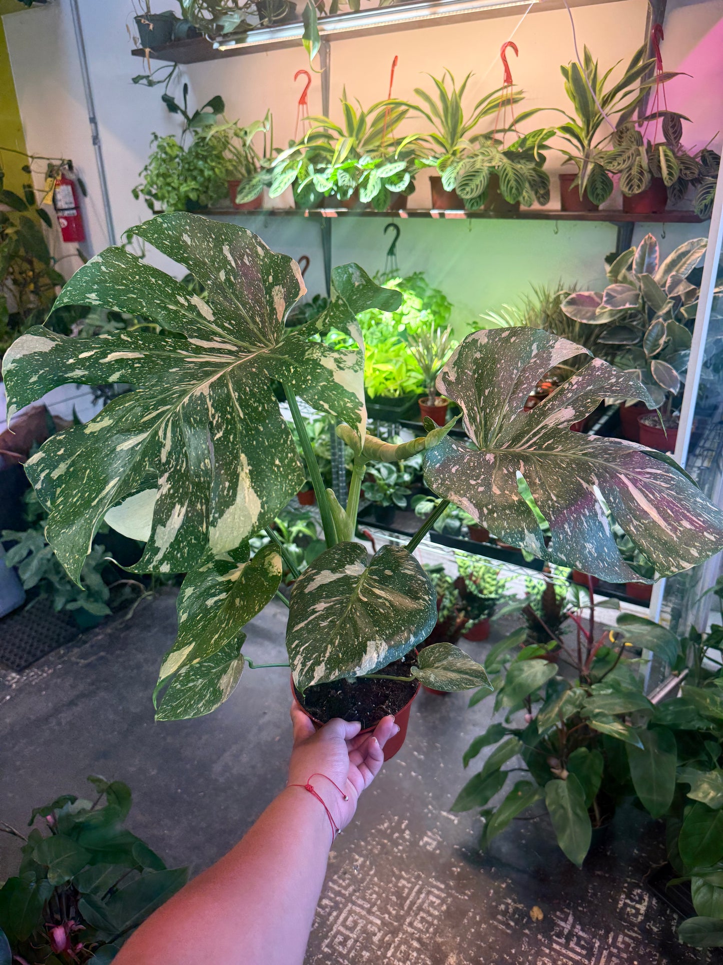 Monstera ‘Thai Constellation’