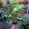 Monstera ‘Thai Constellation’