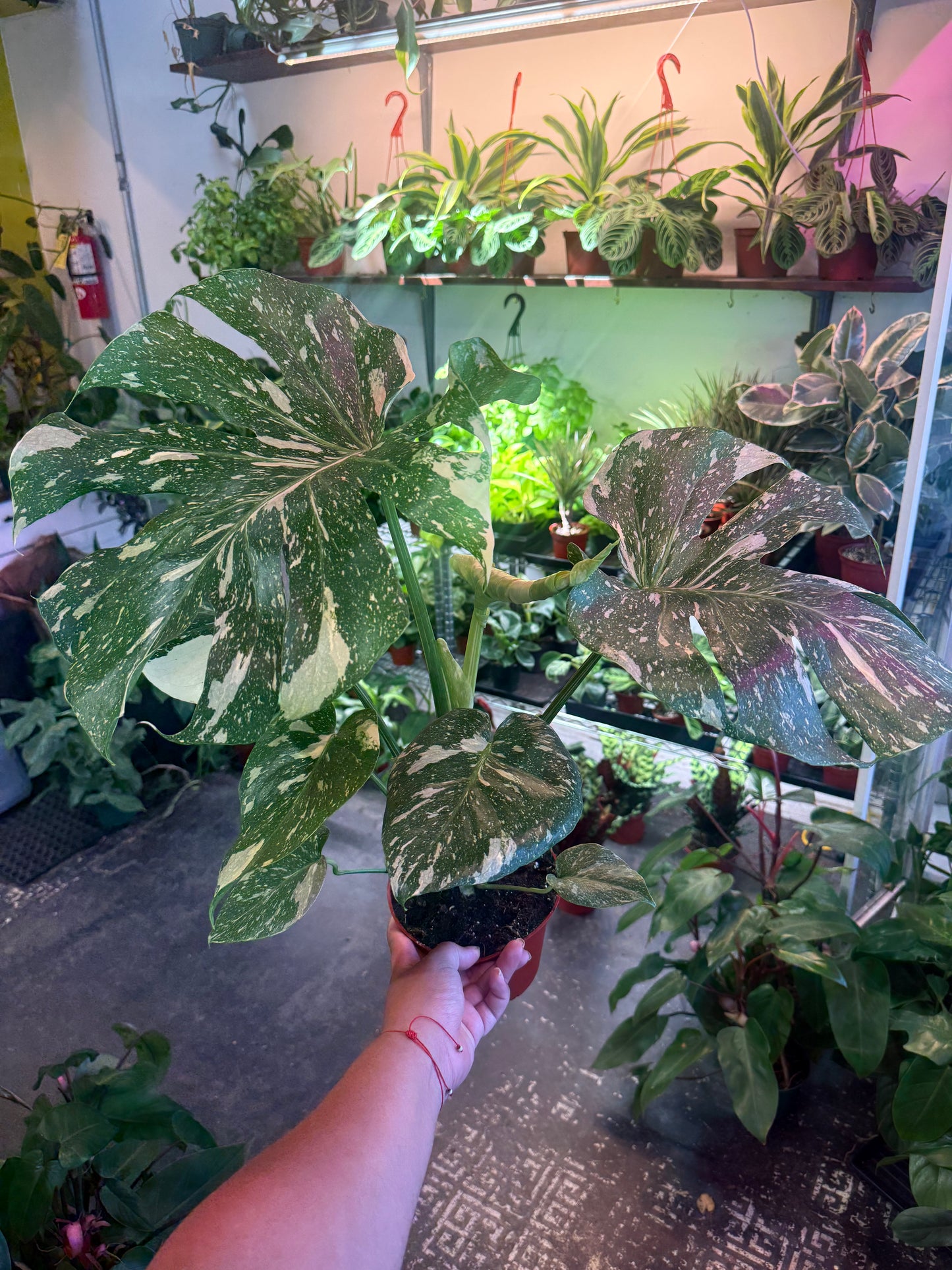 Monstera ‘Thai Constellation’