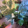 Monstera ‘Thai Constellation’