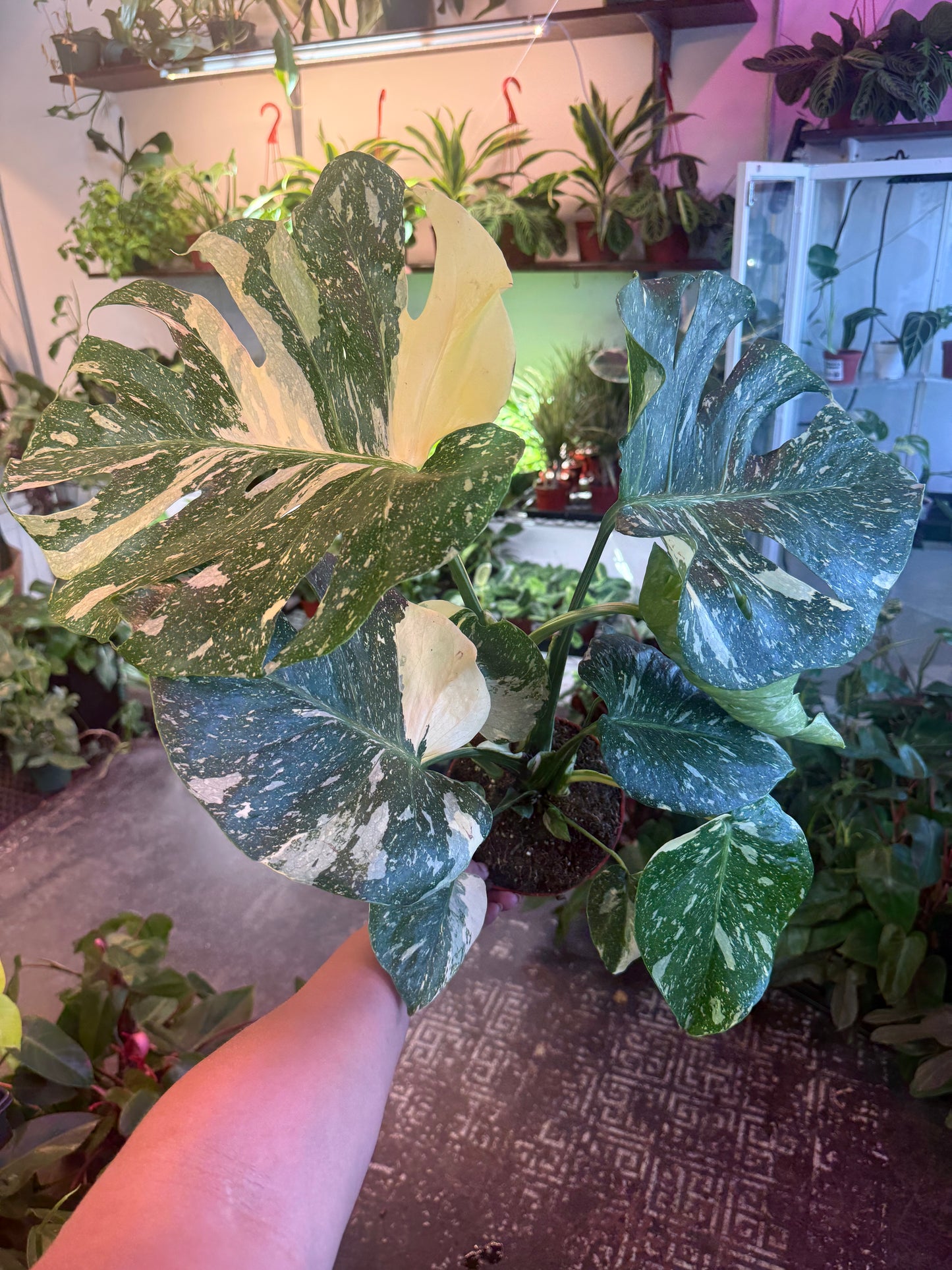 Monstera ‘Thai Constellation’
