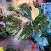 Monstera ‘Thai Constellation’