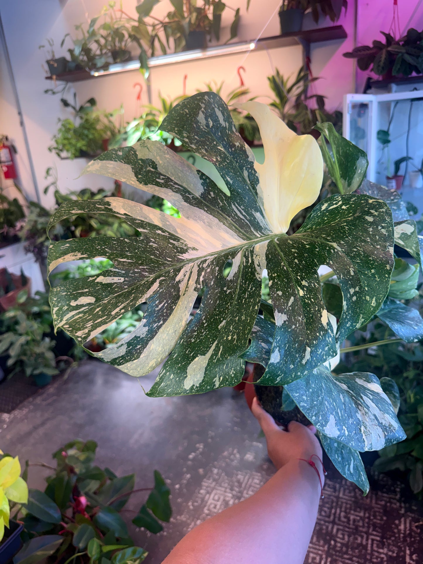 Monstera ‘Thai Constellation’