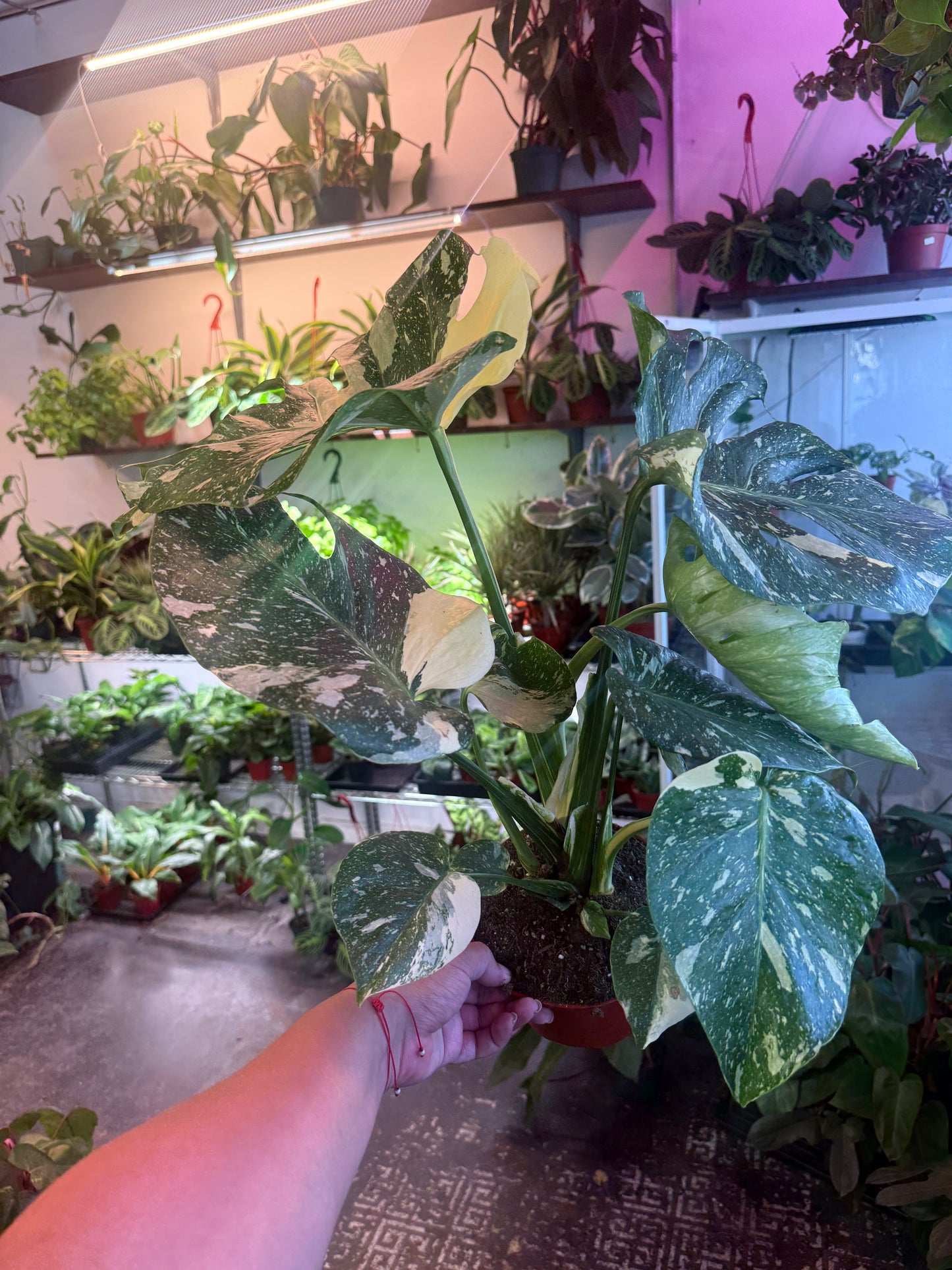 Monstera ‘Thai Constellation’