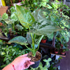 Alocasia 'Cucullata'