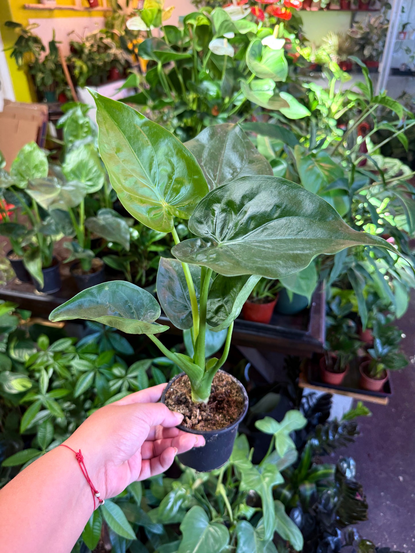 Alocasia 'Cucullata'