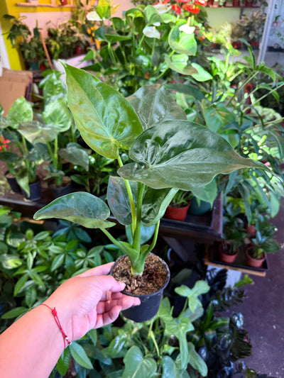 Alocasia 'Cucullata'