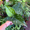 Alocasia 'Cucullata'