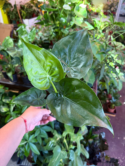 Alocasia 'Cucullata'
