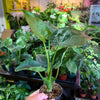 Alocasia 'Cucullata'